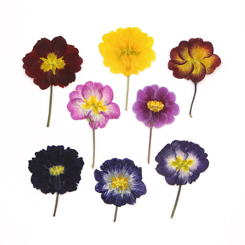 Pressed Flower Frame - ดอกพริมโรสยุโรป 48 ชิ้น ดอกไม้แห้งสำหรับการเรียนการสอน ดอกไม้จริงอัดแห้ง ตัวอย่างพืช