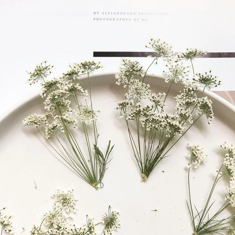 Pressed Flower Frame - 5-7 ซม./12 pcs,หิมะเล็กๆดอกไม้สาขา,ดอกไม้แห้งลายนูน DIY โทรศัพท์มือถือ SHELL,