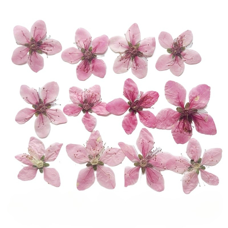 Pressed Flower Frame - 12 ชิ้น, ดอกพีชธรรมชาติอัดแห้งสำหรับ DIY พัด/กรอบรูป/เคสมือถือ/เครื่องประดับอีพ็อกซี่/แต่งหน้าด้วยกลีบดอกไม้, อุปกรณ์งานฝีมือดอกไม้