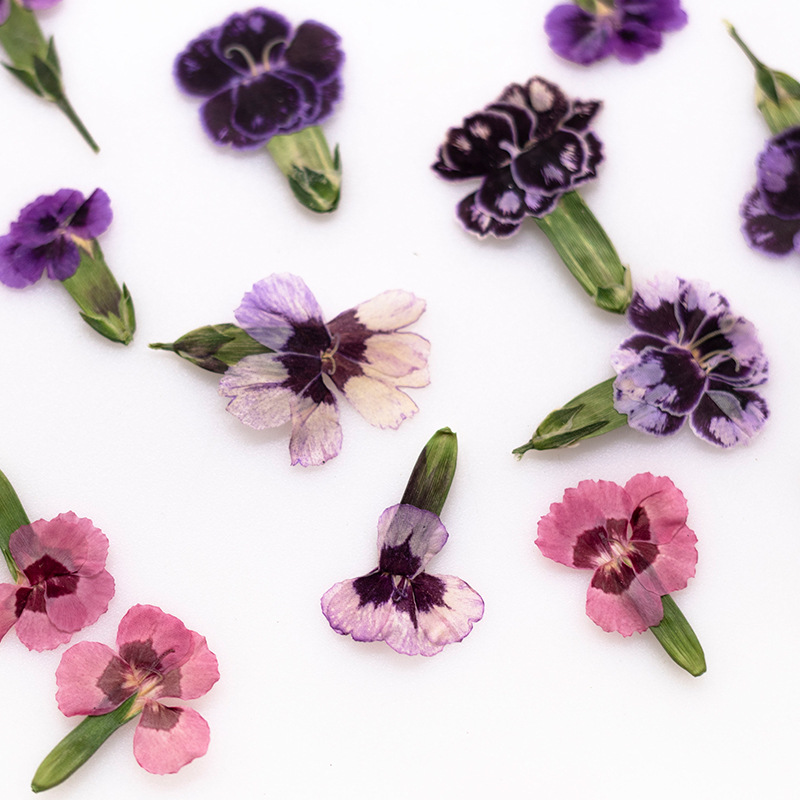 Pressed Flower Frame - ดอกไดแอนธัสแห้งอัดเม็ด 24 ชิ้น ดอกไม้จริงสำหรับงาน DIY การ์ดอวยพร