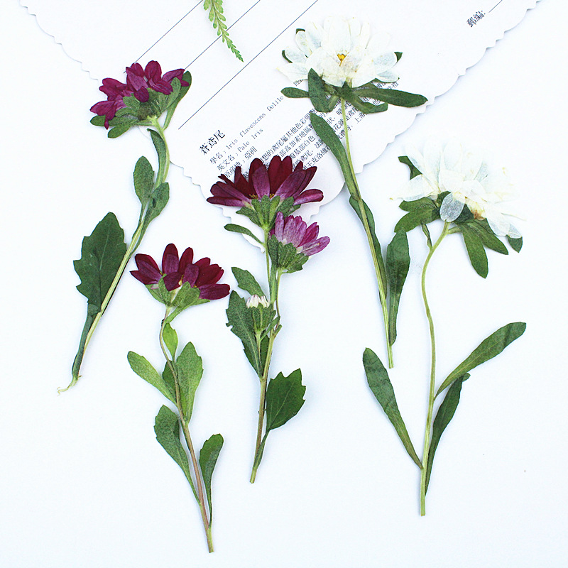 Pressed Flower Frame - ดอกเบญจมาศแห้งอัดเม็ดขนาดเล็ก 24 ชิ้น สำหรับงานเรซิ่น เคสมือถือ โคมไฟ