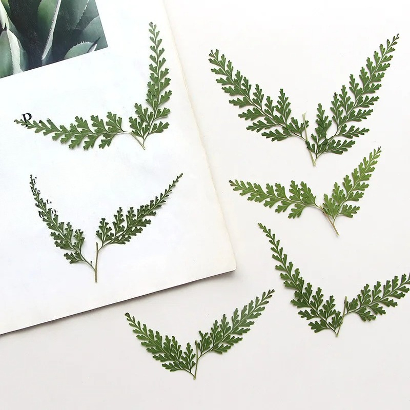 Pressed Flower Frame - ธรรมชาติ Pressed Fern สาขา, ดอกไม้แห้ง DIY