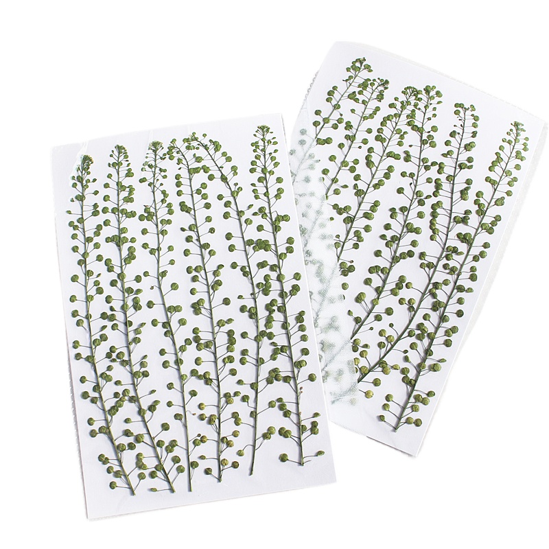 ดอกหญ้ากรีนเบลล์สีธรรมชาติ แห้ - Pressed Flower Frame บทวิจารณ์และราคา