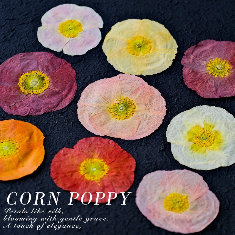 ดอกป๊อปปี้แห้งธรรมชาติ 1 ชิ้น  - Pressed Flower Frame บทวิจารณ์และราคา