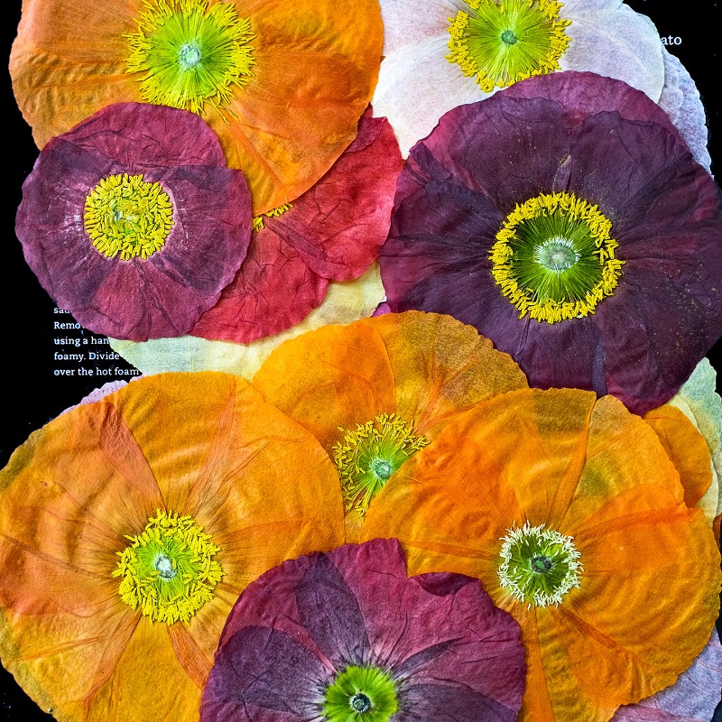 ดอกป๊อปปี้แห้งธรรมชาติ 1 ชิ้น  - Pressed Flower Frame บทวิจารณ์และราคา