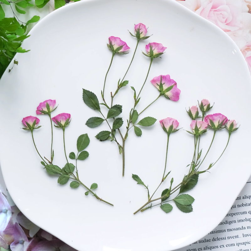 ดอกกุหลาบสีชมพูอ่อนอัดแห้ง 12  - Pressed Flower Frame บทวิจารณ์และราคา