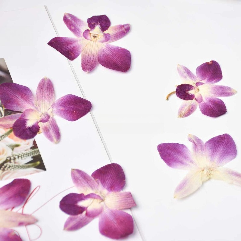 4 ชิ้น, ดอกกล้วยไม้ผีเสื้อแท้แ - Pressed Flower Frame บทวิจารณ์และราคา