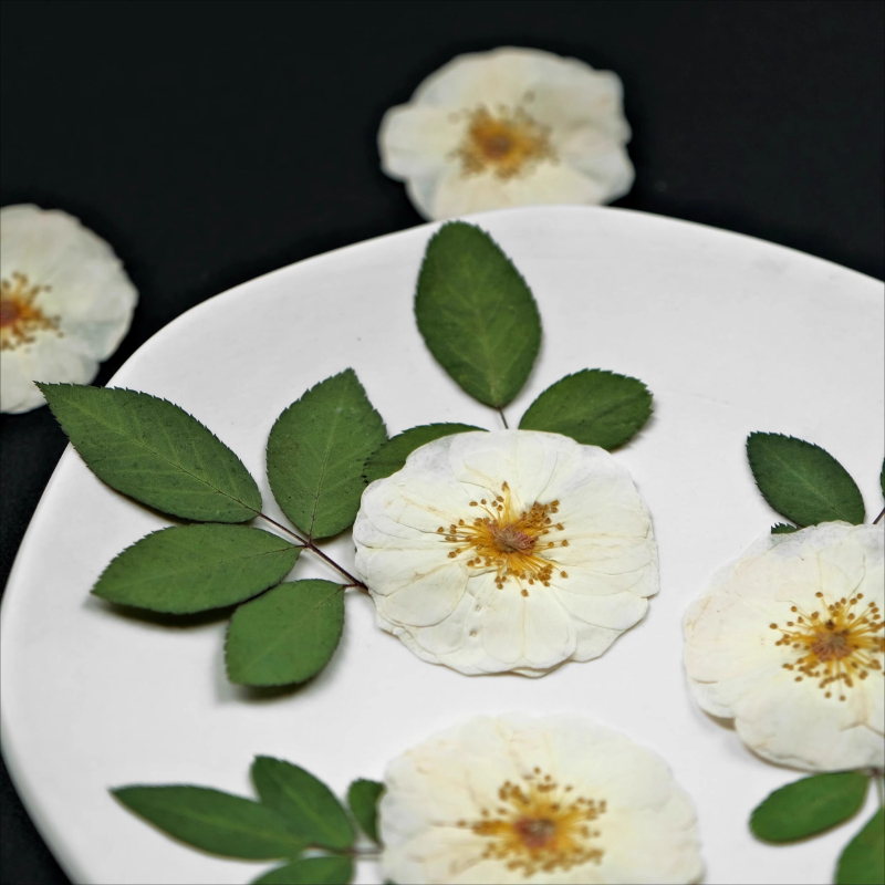 ดอกกุหลาบแห้งธรรมชาติสีขาว 6 ช - Pressed Flower Frame บทวิจารณ์และราคา
