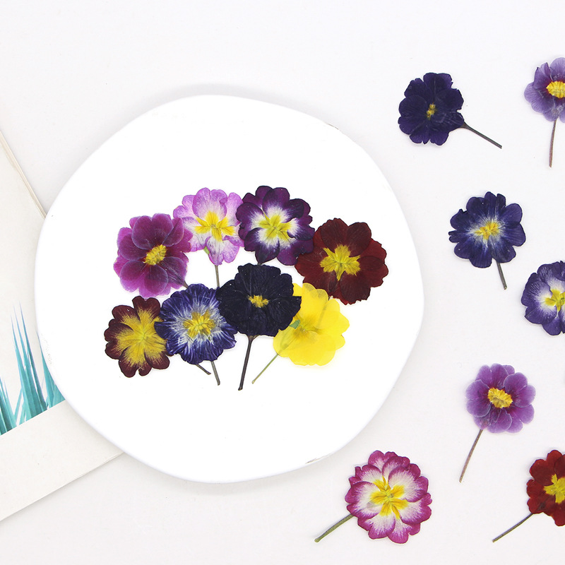 ดอกพริมโรสยุโรป 48 ชิ้น ดอกไม้ - Pressed Flower Frame บทวิจารณ์และราคา