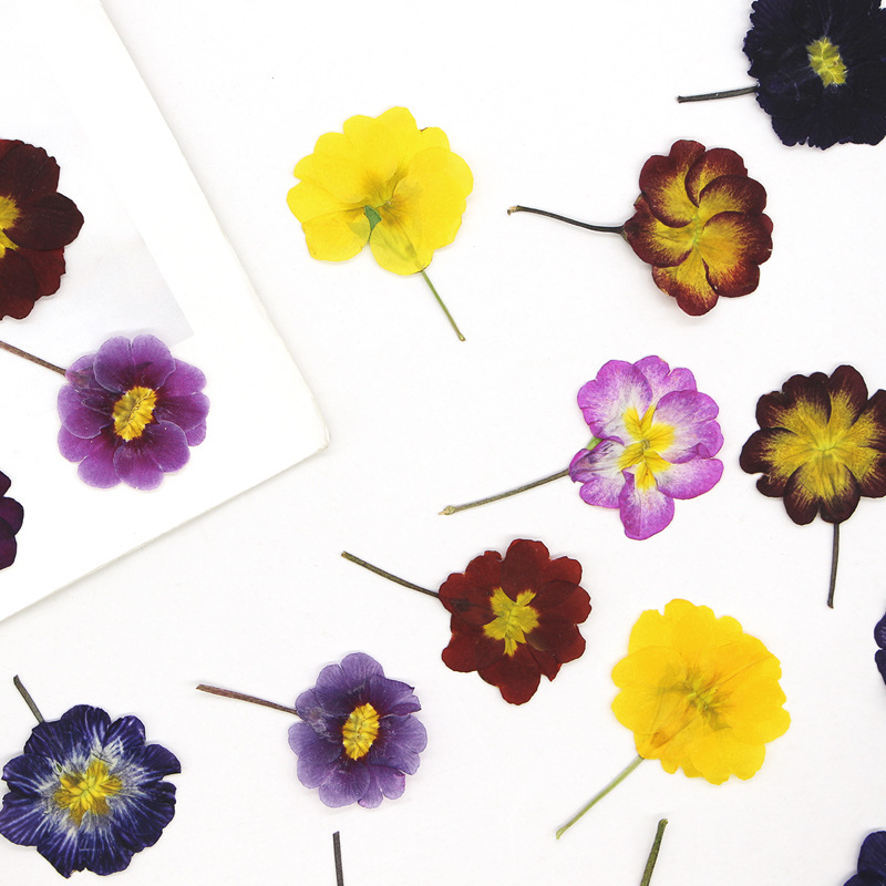 ดอกพริมโรสยุโรป 48 ชิ้น ดอกไม้ - Pressed Flower Frame บทวิจารณ์และราคา