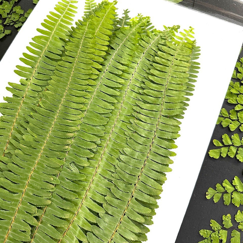 ตัวอย่างพืชใบเฟิร์นสีเขียวธรรม - Pressed Flower Frame บทวิจารณ์และราคา