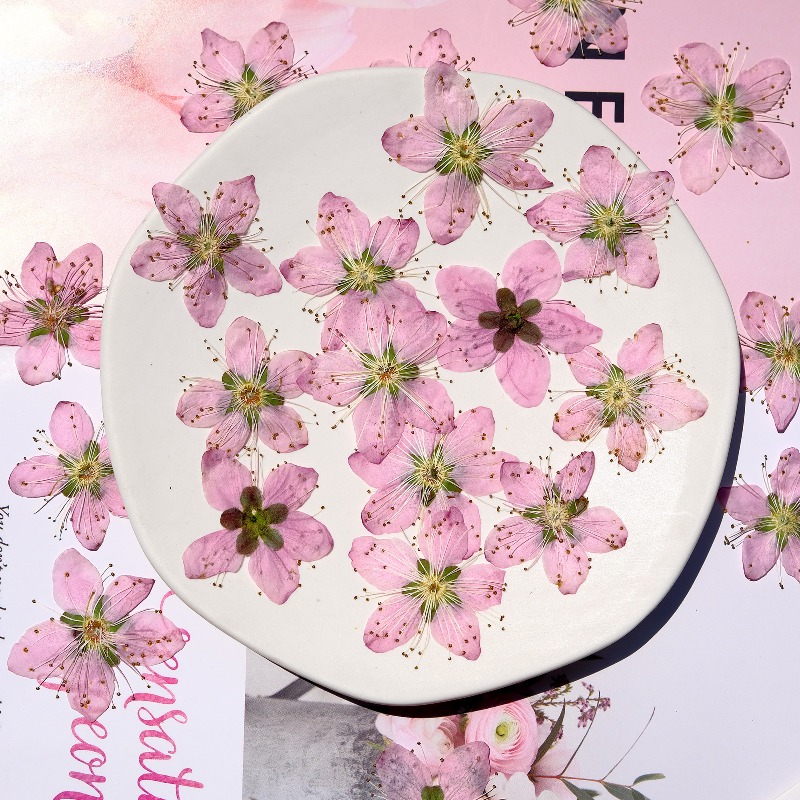 ดอกไม้แห้งกดอัดสีชมพูพีช ขนาด  - Pressed Flower Frame บทวิจารณ์และราคา