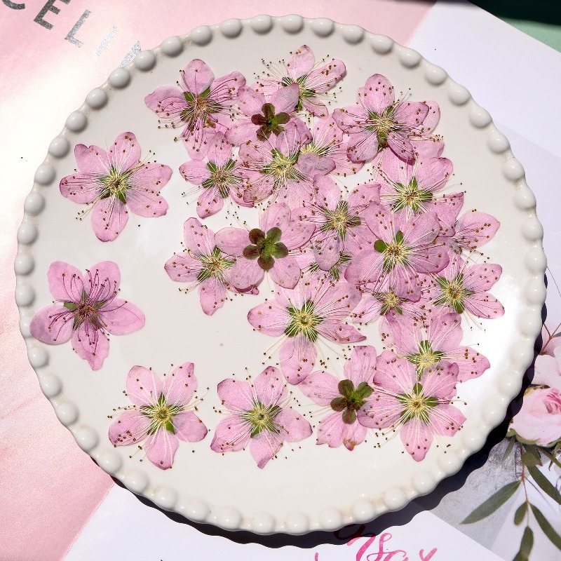 ดอกไม้แห้งกดอัดสีชมพูพีช ขนาด  - Pressed Flower Frame บทวิจารณ์และราคา