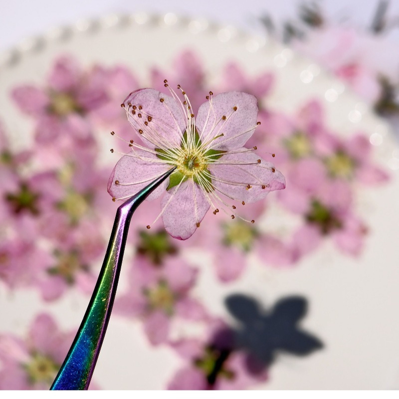 ดอกไม้แห้งกดอัดสีชมพูพีช ขนาด  - Pressed Flower Frame บทวิจารณ์และราคา