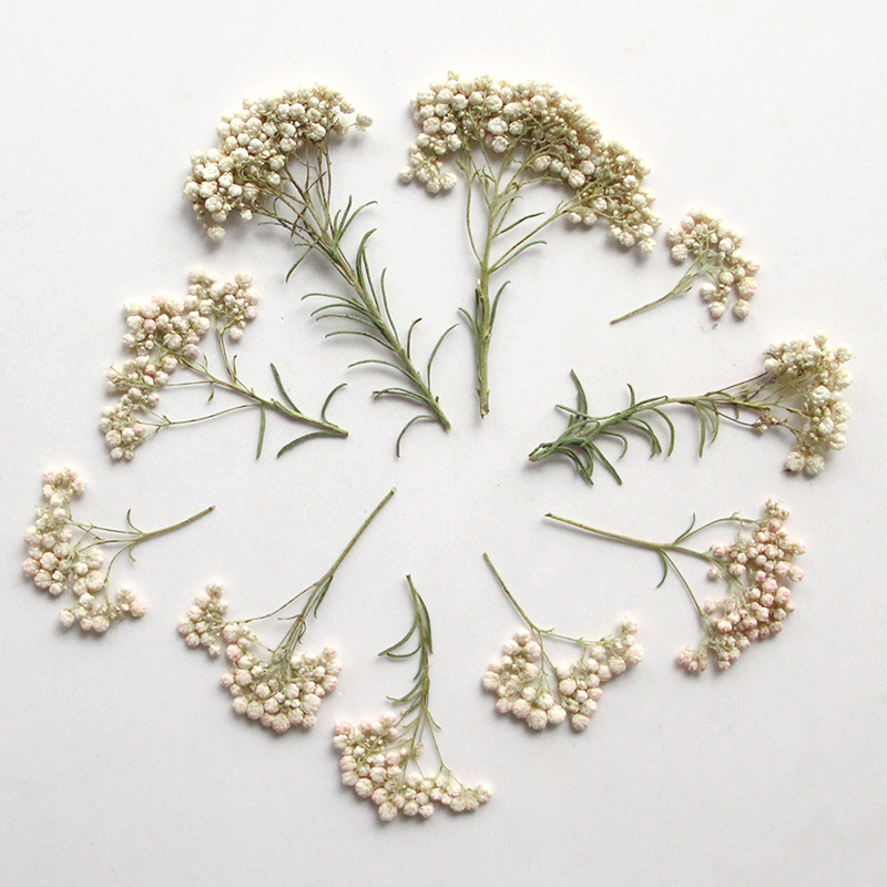 12 ชิ้น กิ่งดอกไม้ธรรมชาติ กิ่ - Pressed Flower Frame บทวิจารณ์และราคา