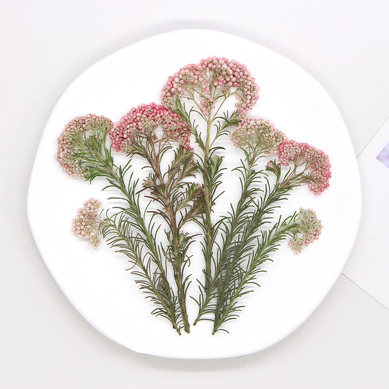 12 ชิ้น กิ่งดอกไม้ธรรมชาติ กิ่ - Pressed Flower Frame บทวิจารณ์และราคา
