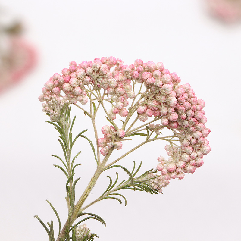 12 ชิ้น กิ่งดอกไม้ธรรมชาติ กิ่ - Pressed Flower Frame บทวิจารณ์และราคา