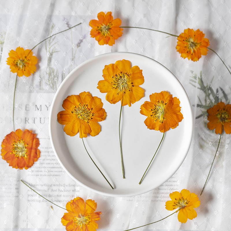 ดอกคอสมอสซัลฟูเรียสขนาดเล็ก 8- - Pressed Flower Frame บทวิจารณ์และราคา