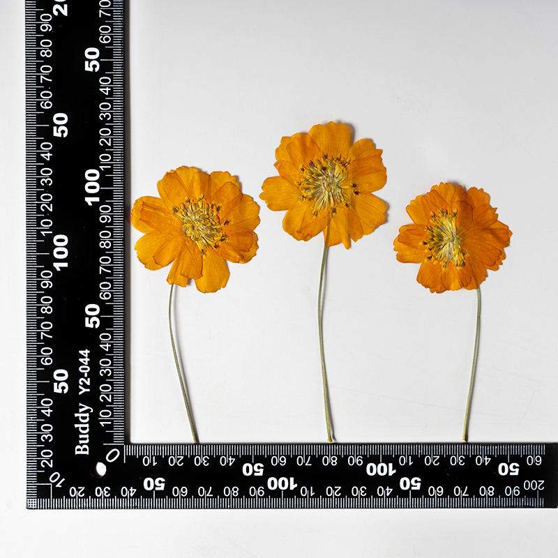 ดอกคอสมอสซัลฟูเรียสขนาดเล็ก 8- - Pressed Flower Frame บทวิจารณ์และราคา