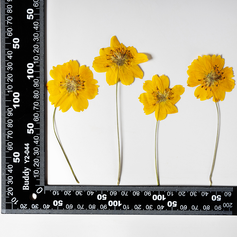 ดอกคอสมอสซัลฟูเรียสขนาดเล็ก 8- - Pressed Flower Frame บทวิจารณ์และราคา