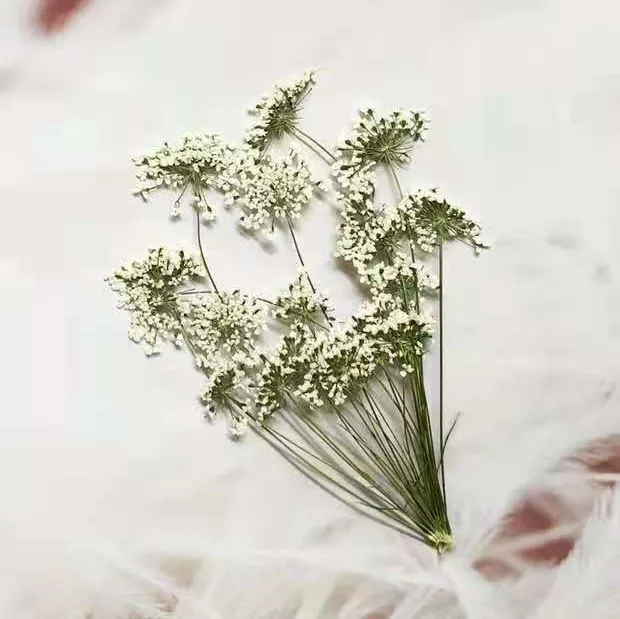 5-7 ซม./12 pcs,หิมะเล็กๆดอกไม้ - Pressed Flower Frame บทวิจารณ์และราคา