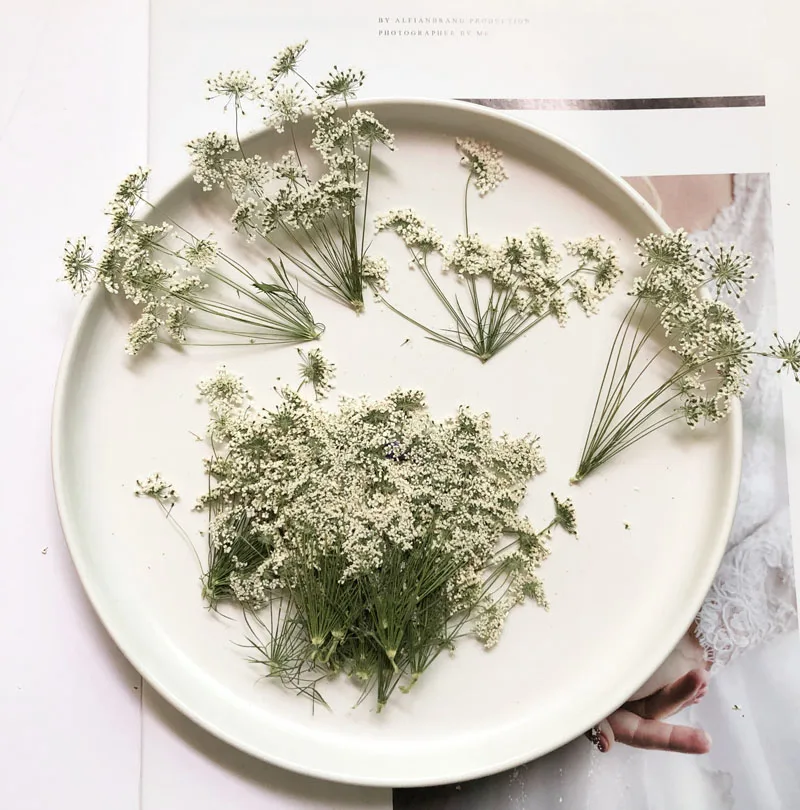 5-7 ซม./12 pcs,หิมะเล็กๆดอกไม้ - Pressed Flower Frame บทวิจารณ์และราคา