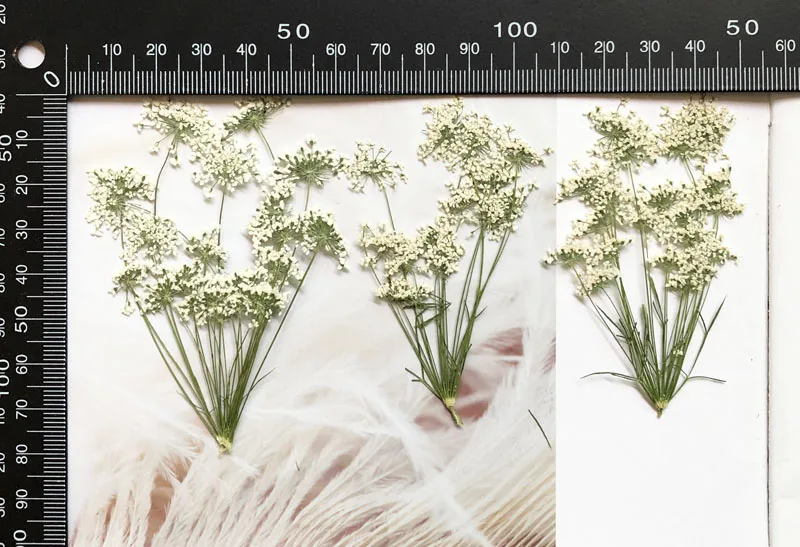 5-7 ซม./12 pcs,หิมะเล็กๆดอกไม้ - Pressed Flower Frame บทวิจารณ์และราคา