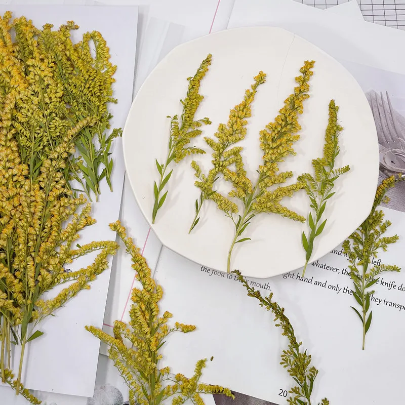 6-10ซม./24Pcs,natural Pressed  - Pressed Flower Frame บทวิจารณ์และราคา