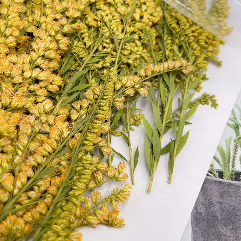 6-10ซม./24Pcs,natural Pressed  - Pressed Flower Frame บทวิจารณ์และราคา