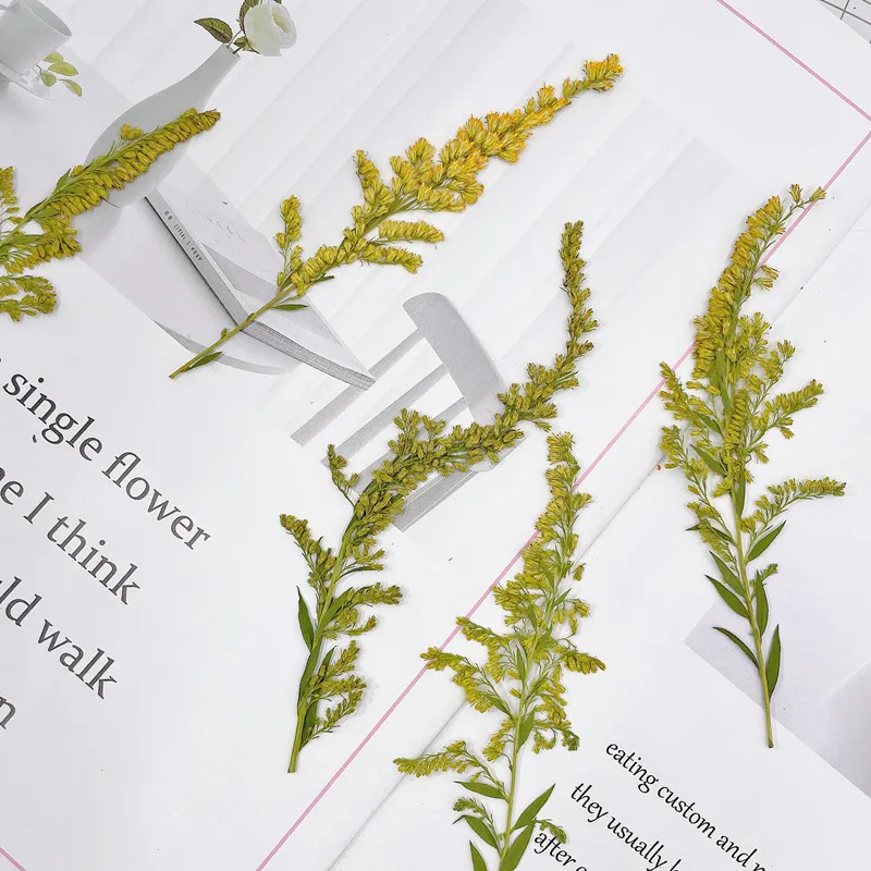 6-10ซม./24Pcs,natural Pressed  - Pressed Flower Frame บทวิจารณ์และราคา