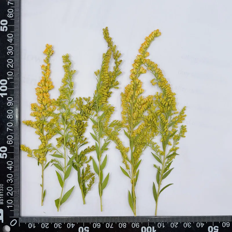 6-10ซม./24Pcs,natural Pressed  - Pressed Flower Frame บทวิจารณ์และราคา