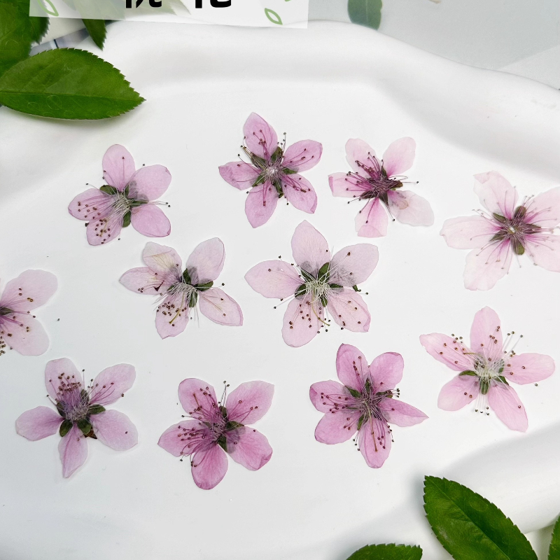 12 ชิ้น, ดอกพีชธรรมชาติอัดแห้ง - Pressed Flower Frame บทวิจารณ์และราคา