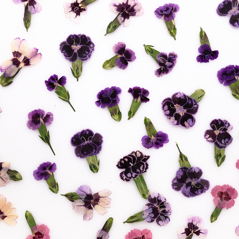 ดอกไดแอนธัสแห้งอัดเม็ด 24 ชิ้น - Pressed Flower Frame บทวิจารณ์และราคา