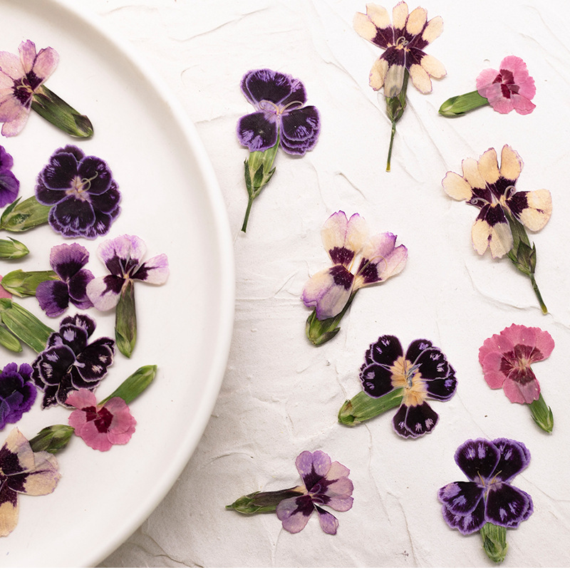 ดอกไดแอนธัสแห้งอัดเม็ด 24 ชิ้น - Pressed Flower Frame บทวิจารณ์และราคา