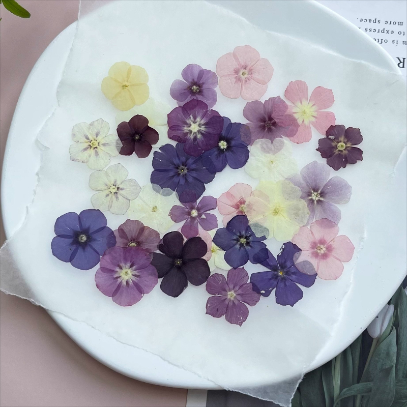 ดอกไม้แห้งอัดแบบกึ่งโปร่งแสง 1 - Pressed Flower Frame บทวิจารณ์และราคา