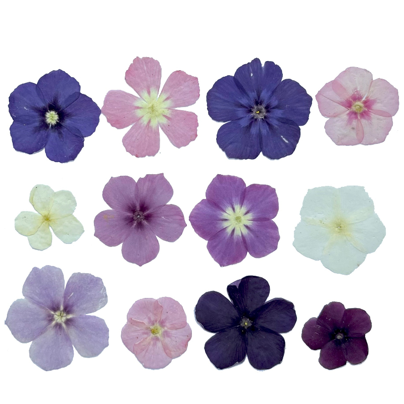 ดอกไม้แห้งอัดแบบกึ่งโปร่งแสง 1 - Pressed Flower Frame บทวิจารณ์และราคา