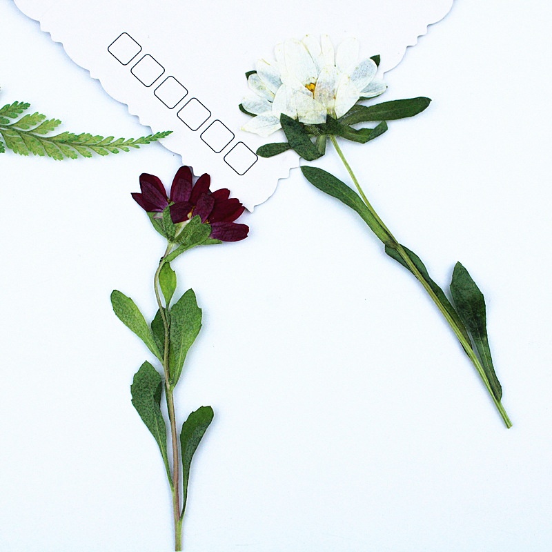 ดอกเบญจมาศแห้งอัดเม็ดขนาดเล็ก  - Pressed Flower Frame บทวิจารณ์และราคา