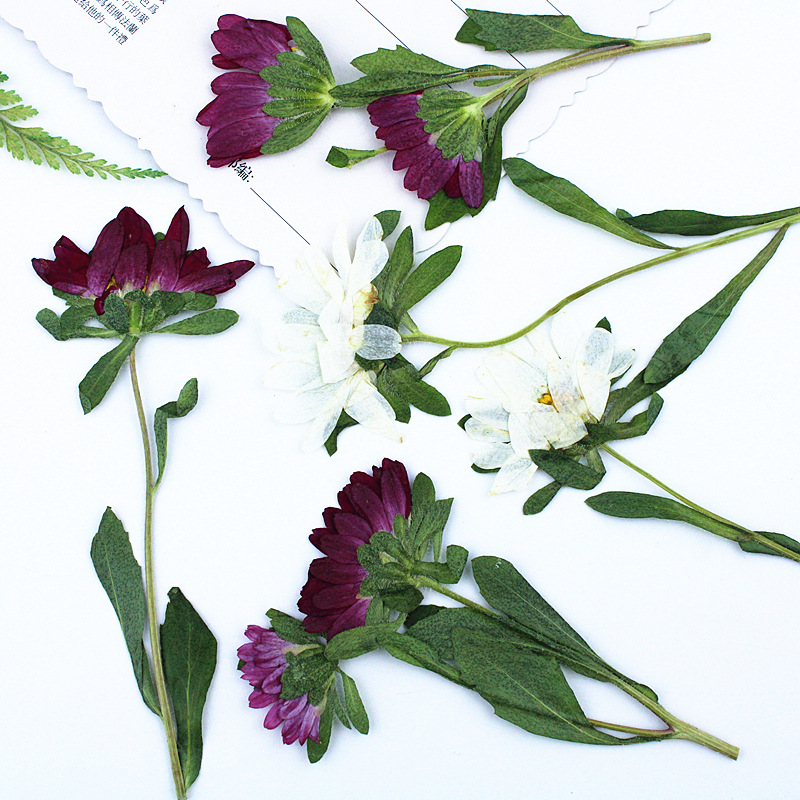 ดอกเบญจมาศแห้งอัดเม็ดขนาดเล็ก  - Pressed Flower Frame บทวิจารณ์และราคา
