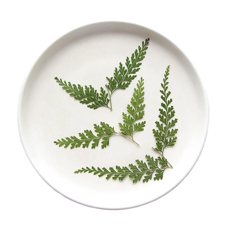 ธรรมชาติ Pressed Fern สาขา, ดอ - Pressed Flower Frame บทวิจารณ์และราคา