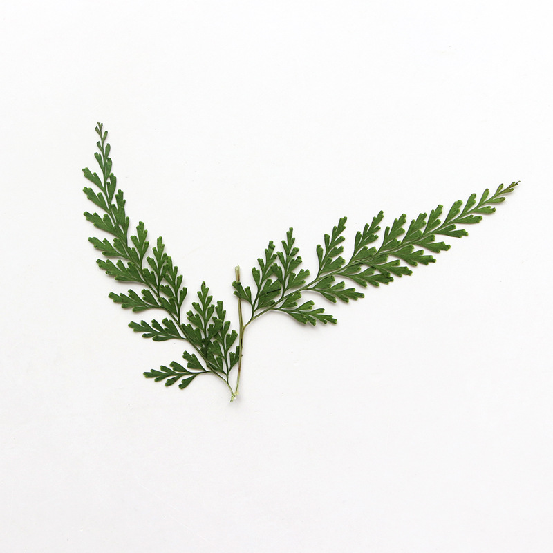 ธรรมชาติ Pressed Fern สาขา, ดอ - Pressed Flower Frame บทวิจารณ์และราคา