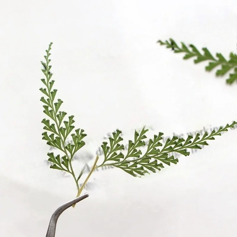 ธรรมชาติ Pressed Fern สาขา, ดอ - Pressed Flower Frame บทวิจารณ์และราคา